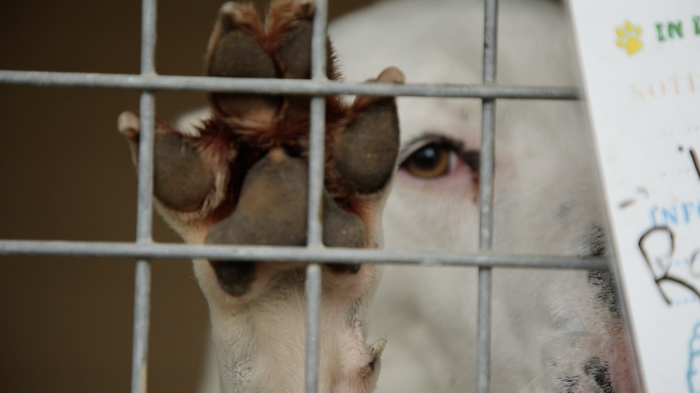 “Oltre l’abbandono”, in uscita il docu-film sul canile di Carpi